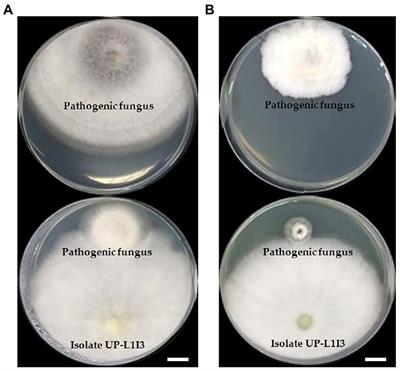 Evaluation of a Newly Identified Endophytic Fungus, Trichoderma phayaoense for Plant Growth Promotion and Biological Control of Gummy Stem Blight and Wilt of Muskmelon